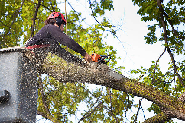 Best Leaf Removal  in Kaibab Estates West, AZ